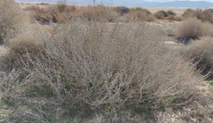 Pergularia tomentosa