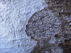 Buellia griseovirens