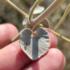 Pergularia tomentosa