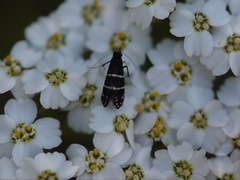 Adela septentrionella