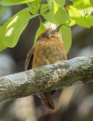 Malacoptila panamensis image