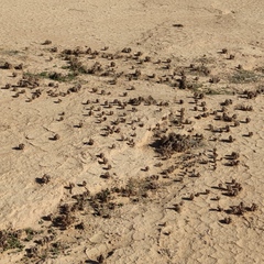 Anastatica hierochuntica