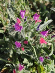 Echium rauwolfii