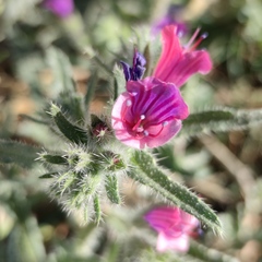 Echium rauwolfii