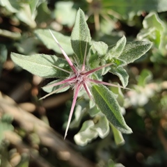 Centaurea lanulata