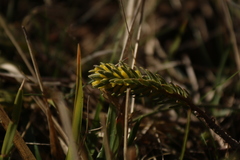 Thymelaea ruizii