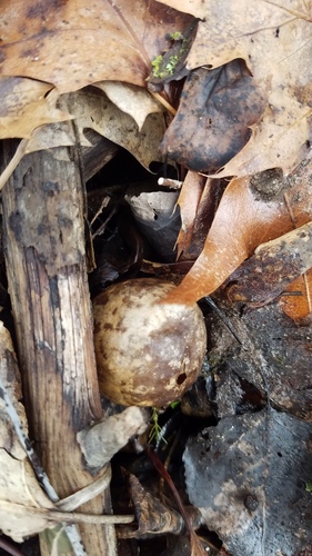 Larger Empty Oak Apple Wasp photo 5
