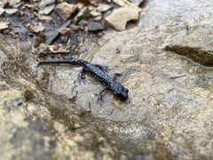 Plethodon kentucki