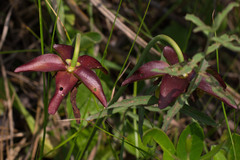 Sarracenia psittacina