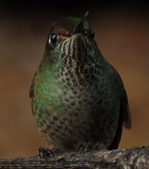 Sephanoides sephaniodes