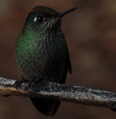 Sephanoides sephaniodes