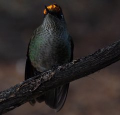 Sephanoides sephaniodes