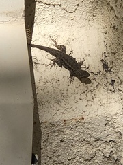 Sceloporus occidentalis