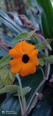 Thunbergia alata image