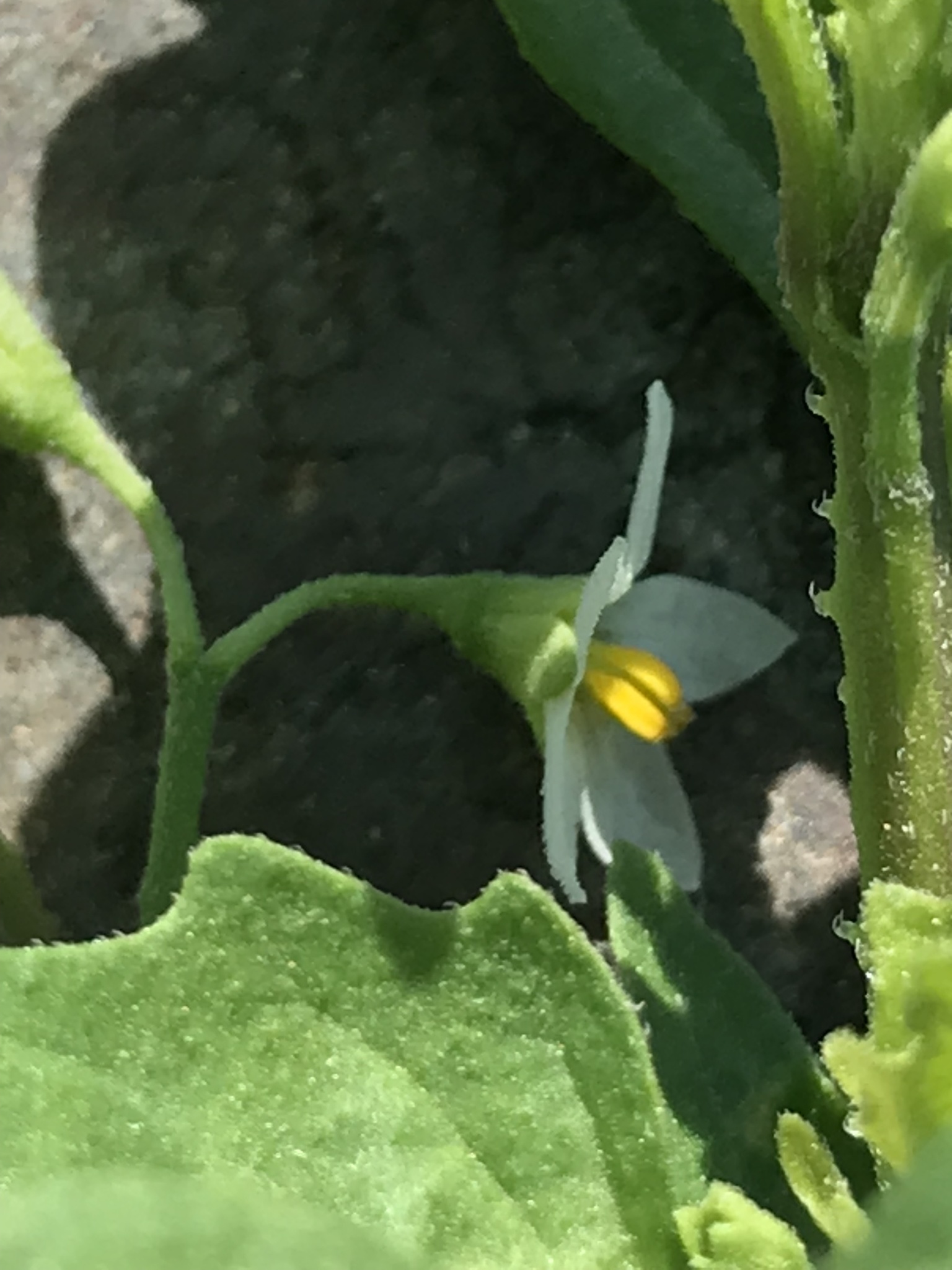 Imagem de Solanum sanfurgoi não possui um nome popular amplamente reconhecido no Brasil
