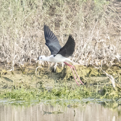 Himantopus himantopus