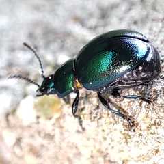 Gastrophysa janthina