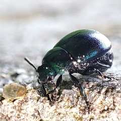 Gastrophysa janthina