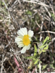 Layia erubescens