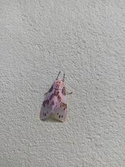 Idalus daga