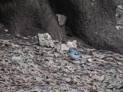 Fringilla coelebs africana