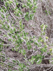 Thymbra capitata