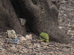 Fringilla coelebs africana