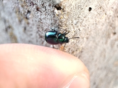 Gastrophysa janthina