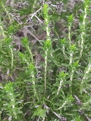 Thymbra capitata