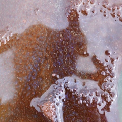 Chondracanthus