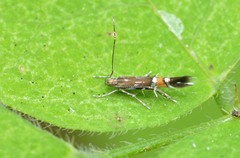 Cosmopterix pulchrimella