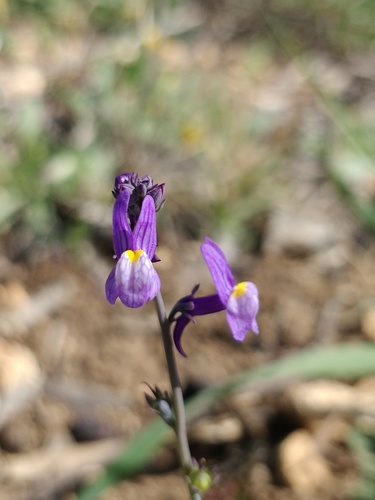 Linaria ricardoi