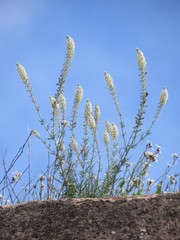 Reseda alba