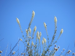 Reseda alba