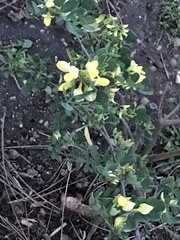 Coronilla valentina