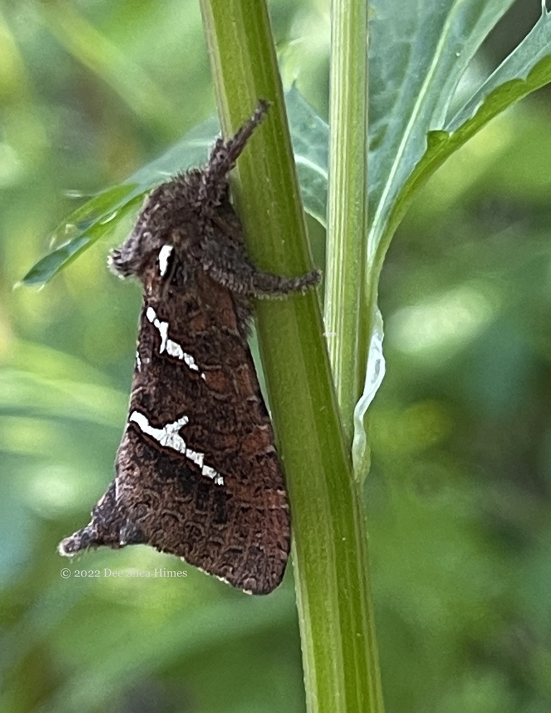 Lupine Ghost Moth