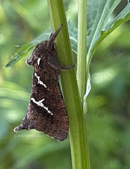 Phymatopus californicus