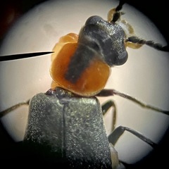 Nodopus flavilabris