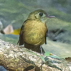Myiobius sulphureipygius