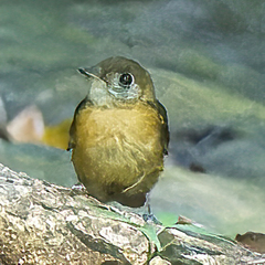 Myiobius sulphureipygius