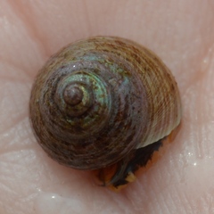 Calliostoma ligatum