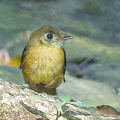 Myiobius sulphureipygius