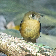 Myiobius sulphureipygius
