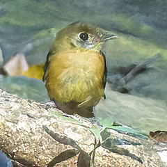 Myiobius sulphureipygius