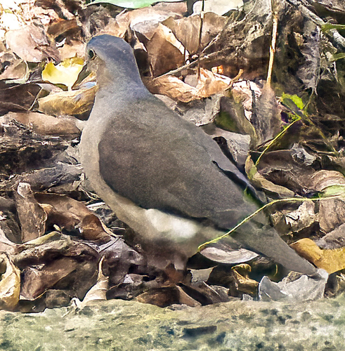 Leptotila plumbeiceps image