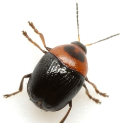 Lexiphanes teapensis