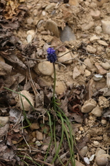 Muscari neglectum