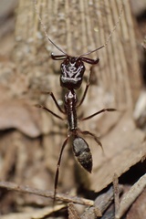 Odontomachus cephalotes