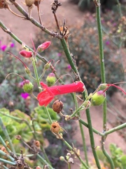 Gambelia juncea