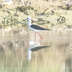 Himantopus himantopus